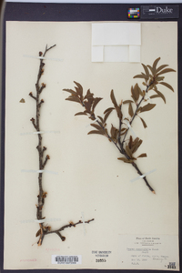 Prunus angustifolia image