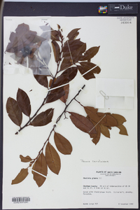 Prunus caroliniana image