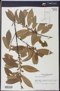 Prunus caroliniana image