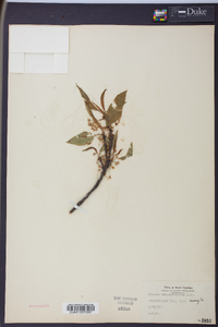 Prunus pensylvanica image