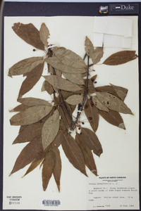 Prunus pensylvanica image