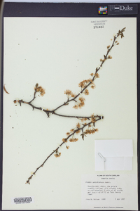 Prunus angustifolia image