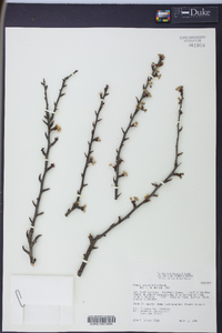 Prunus angustifolia image