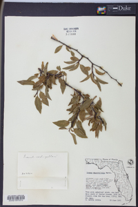 Prunus angustifolia image