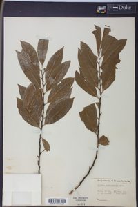 Prunus caroliniana image