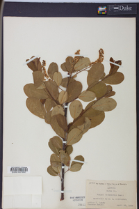 Prunus serotina subsp. hirsuta image