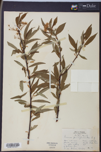 Prunus pensylvanica image