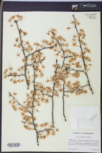 Prunus umbellata image