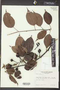 Pyrus communis image