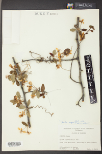 Pyrus angustifolia image