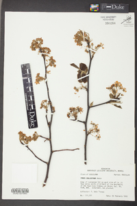 Pyrus calleryana image