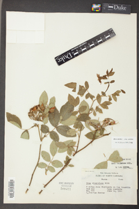 Rosa carolina subsp. carolina image