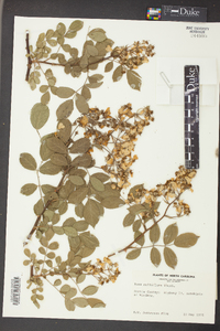 Rosa multiflora image