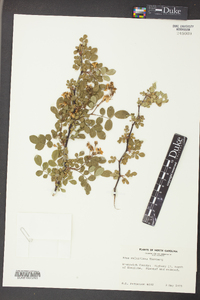 Rosa multiflora image