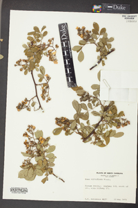 Rosa multiflora image