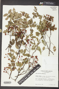 Rosa multiflora image