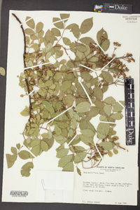 Rosa multiflora image