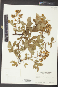 Rosa multiflora image