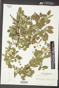 Rosa multiflora image