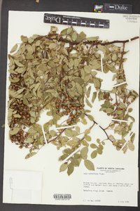 Rosa multiflora image