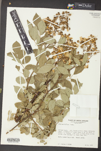 Rosa multiflora image