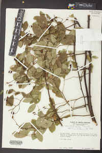 Rosa multiflora image