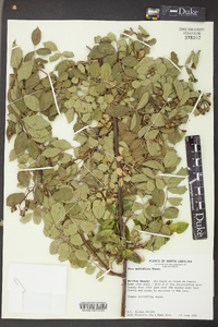 Rosa multiflora image