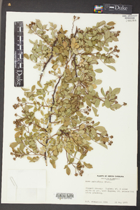 Rosa multiflora image