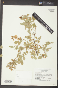 Rosa multiflora image