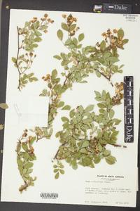 Rosa multiflora image