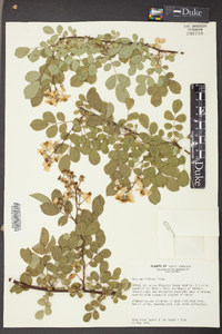 Rosa multiflora image