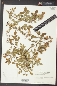 Rosa multiflora image