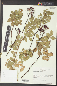 Rosa multiflora image