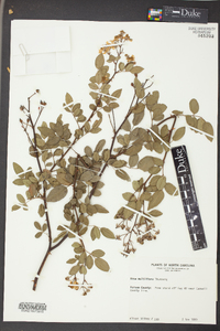 Rosa multiflora image