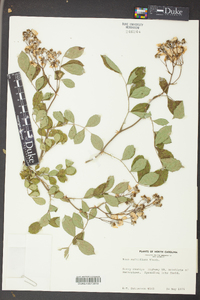 Rosa multiflora image