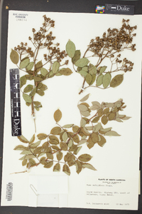 Rosa multiflora image