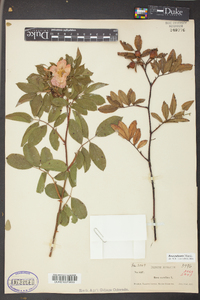 Rosa palustris image