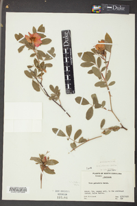 Rosa palustris image