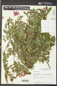 Rosa palustris image