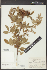 Rosa palustris image