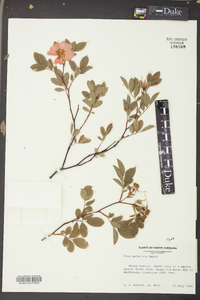 Rosa palustris image