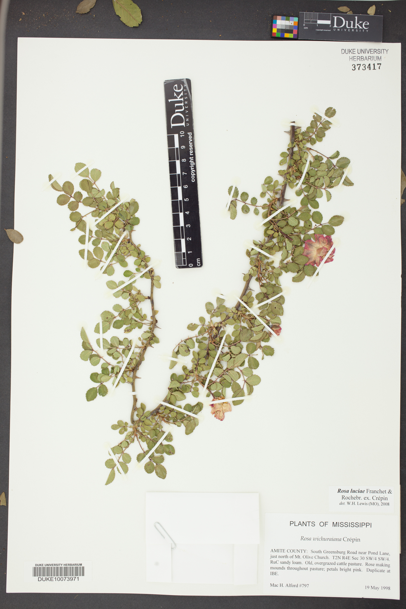 Rosa lucieae image