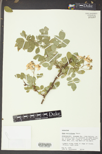 Rosa multiflora image