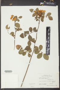 Rosa virginiana image