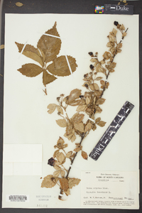 Rubus argutus image