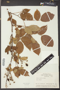 Rubus argutus image