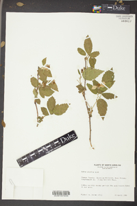 Rubus argutus image