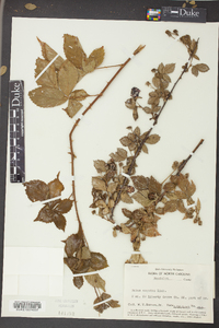 Rubus argutus image