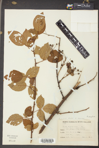 Rubus argutus image