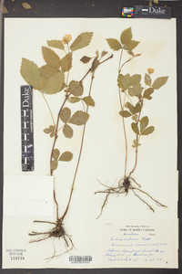 Rubus flagellaris image